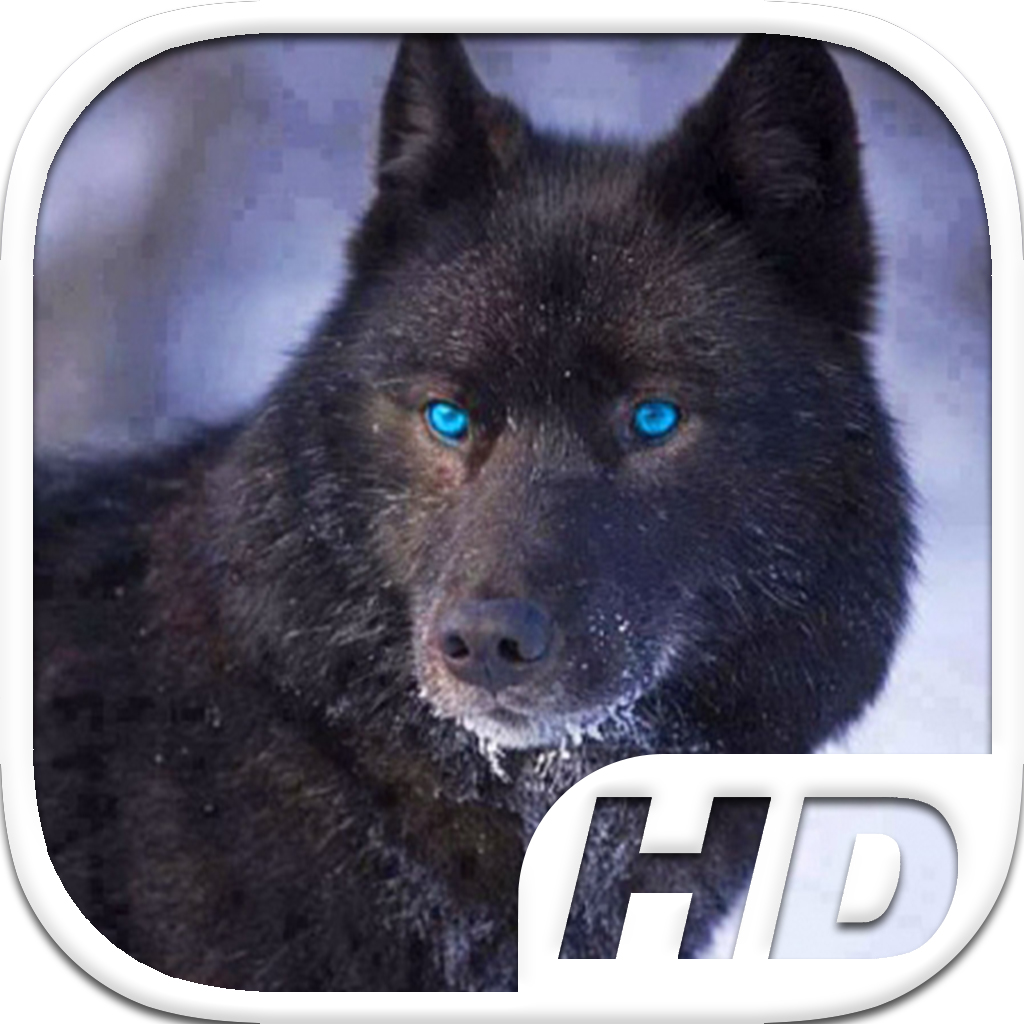 Black Wolf Simulator HD Animal Life Black Wolf Simulator HD Animal Life